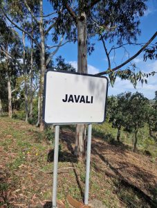 Javali bord dorp